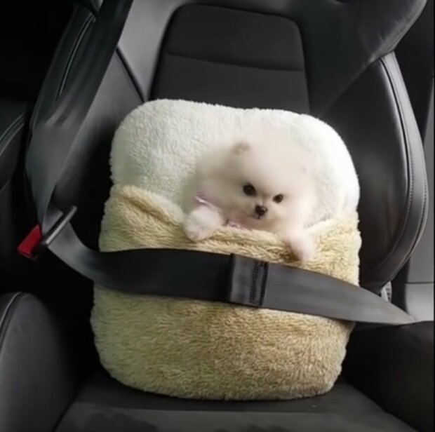 Te zabawne zwierzęta