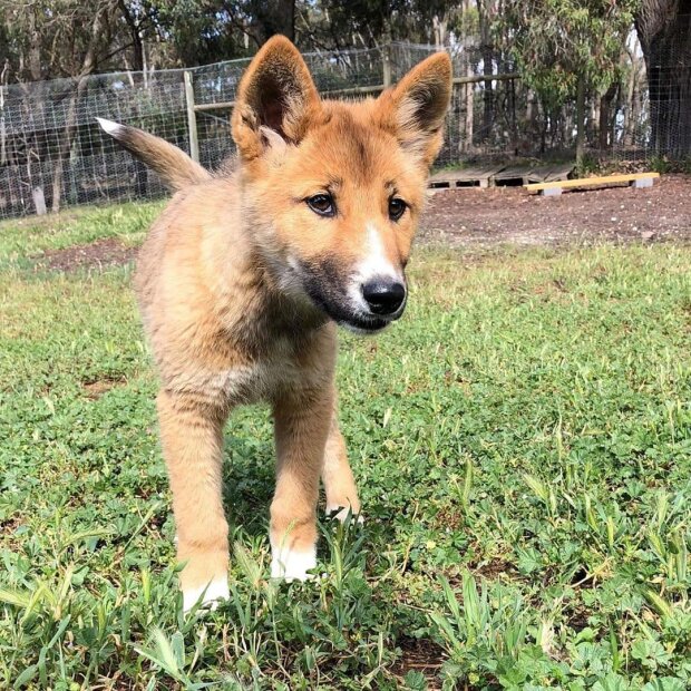 dingo