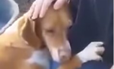 Pies nie chciał wypuścić mężczyzny, dopóki ten nie zabrał go ze schroniska