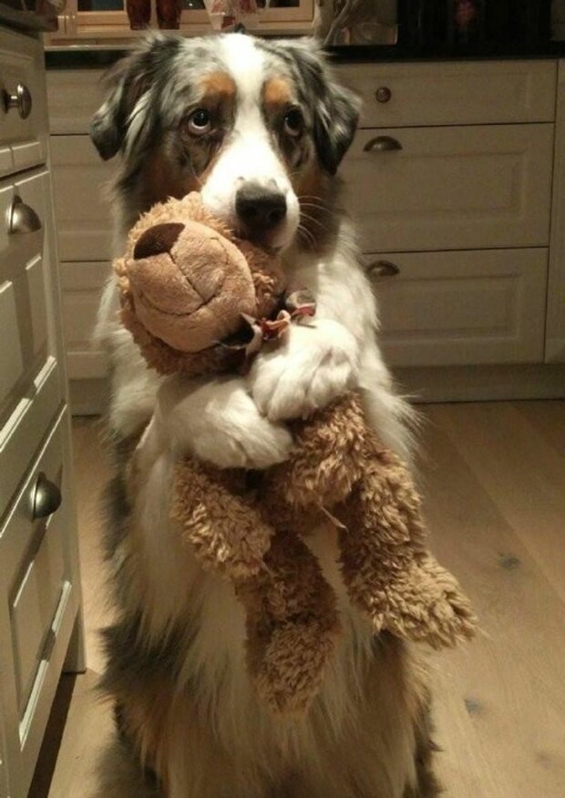 śmieszne psy i koty (foto)