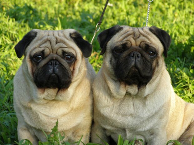 ulubione rasy psów Polaków