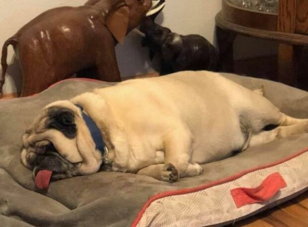 Zwierzaki, które zasnęli niespodziewanie (zdjęcia)