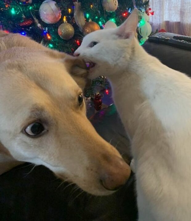 śmieszne psy i koty (foto)