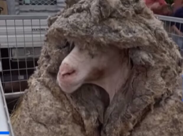 baran miał 53 kg wełny