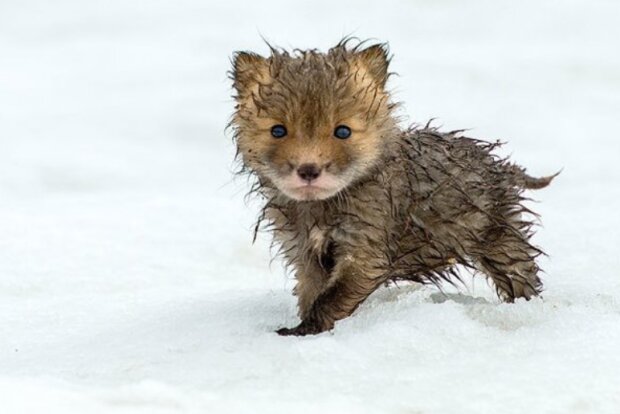 śmieszne dzieci zwierząt