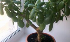 jak zmusić roślinę do kwitnienia?