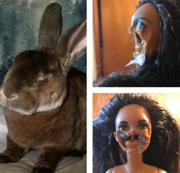 Śmieszne zwierzęta