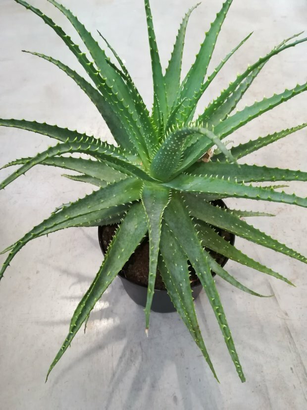 Aloes
