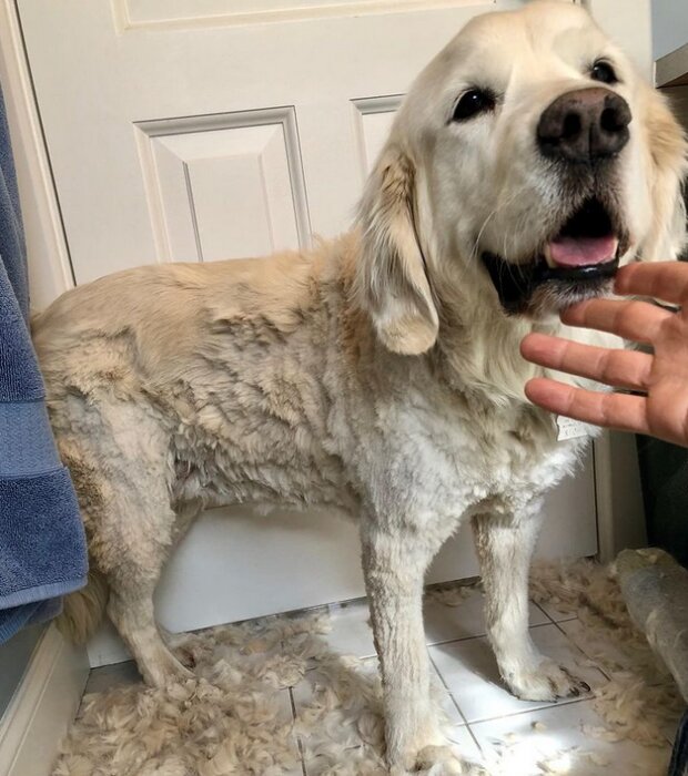 zabawne psie fryzury