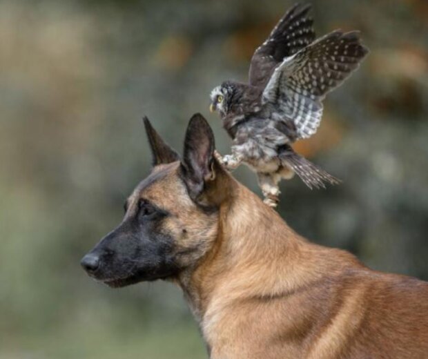 Niesamowita przyjaźń