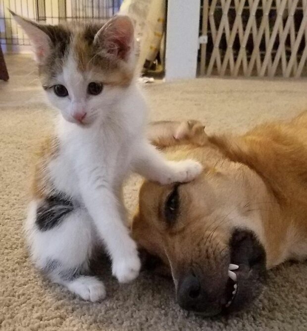 śmieszne psy i koty (foto)