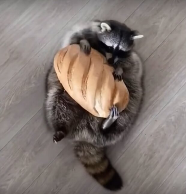 Te zabawne zwierzęta