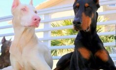 Niezwykły doberman albinos. Będziesz zaskoczony tym psem