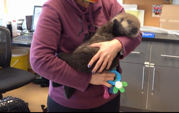 Maleństwo wydry morskiej