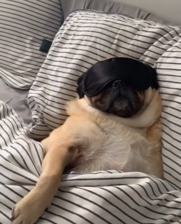 Te zabawne zwierzęta