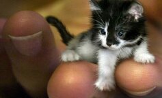 Najmniejszy kot na świecie, który na zawsze pozostaje kociakiem