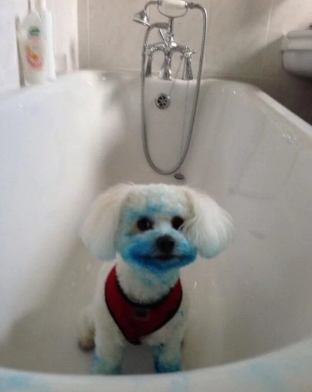 Śmieszne zwierzęta