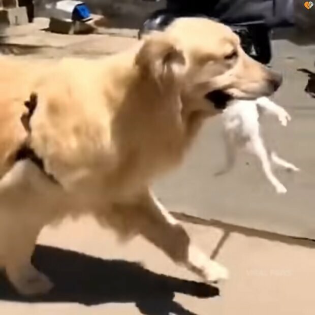 pies uratował kotka