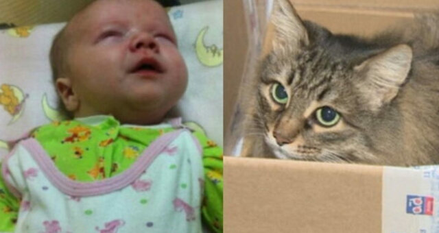 kotka uratowała dziecko