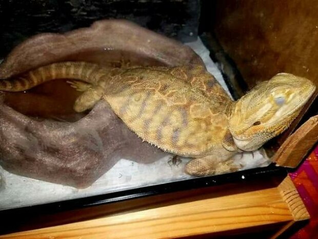 Zwierzaki, które zasnęli niespodziewanie (zdjęcia)