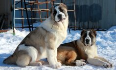 Historia o psie, który prawie utonął w bagnie