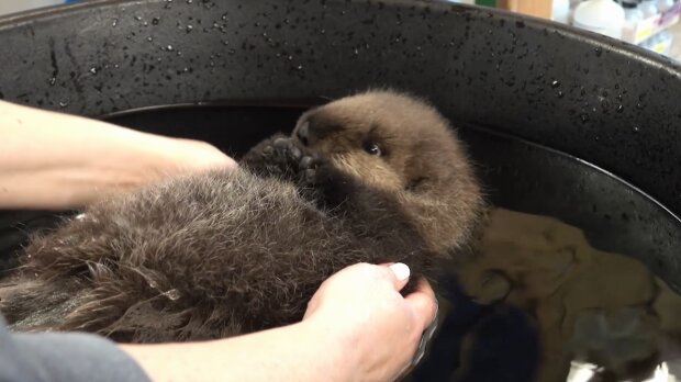 Maleństwo wydry morskiej