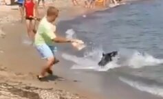 Niespodziewany gość dopłynął na plażę w Niemczech (nagranie)