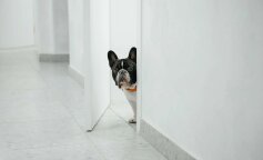 "Syn przywiózł i zostawił wnuka z psem bez ostrzeżenia. Zupełnie zapomniałam, że źle się czułam, bo byłam im potrzebna": kochająca babcia