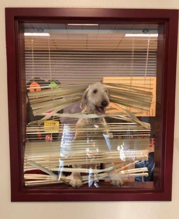 Śmieszne zwierzęta