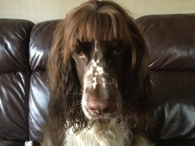 zabawne psie fryzury