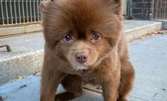 piesek podobny do misia