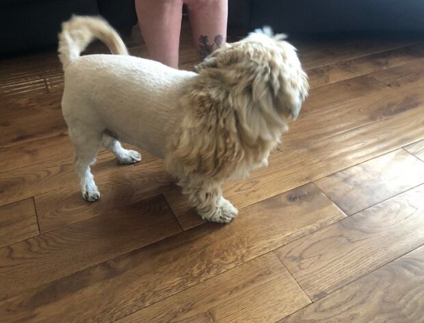 zabawne psie fryzury