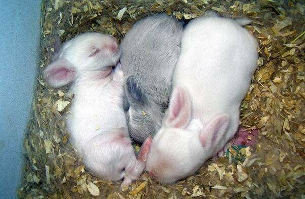 Nowonarodzone króliczki