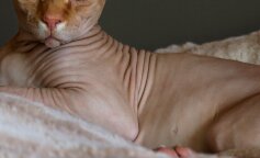 Bezoki sfinks podbił internet dzięki niezwykłemu wyglądowi