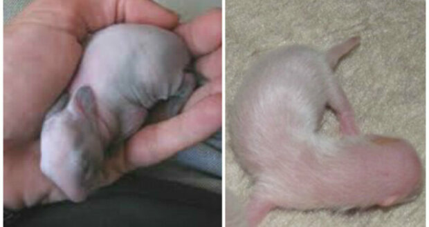 człowiek uratował zwierzę