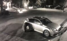 W Stanach Zjednoczonych do zaparkowanego samochodu wdrapał się dziki niedźwiedź