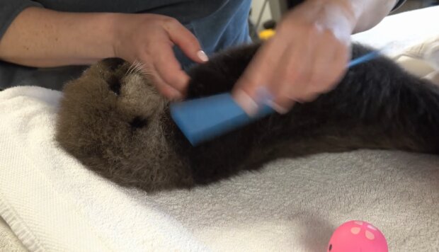 Maleństwo wydry morskiej