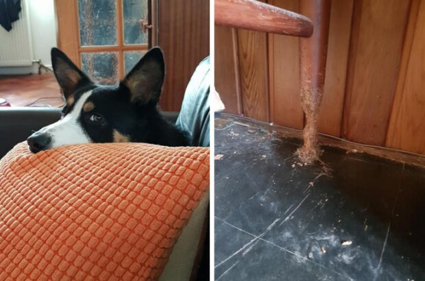 Śmieszne zwierzęta