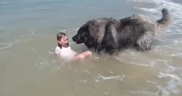 pies uratował człowieka