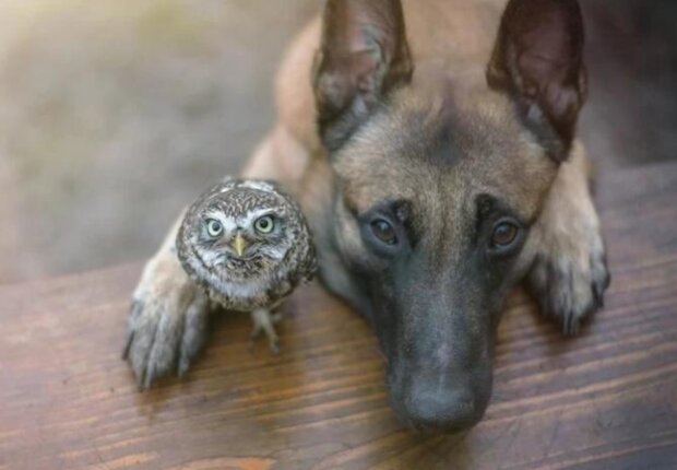 Niesamowita przyjaźń