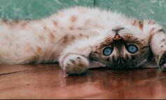 Od świni do Bengalu. Najlepsze zwierzę dla Ciebie według Twojego znaku zodiaku