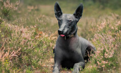 Nagie i śmieszne: jak wyglądają najrzadsze rasy psów bez sierści?