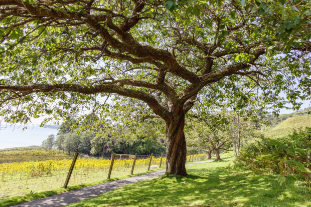 Jakich drzew nie warto sadzić w pobliżu domu?
