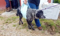 Porzucony pies zaczął się uśmiechać, gdy dowiedział się, że będzie miał nowy dom (ZDJĘCIE)