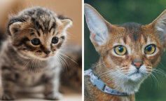 Duży kot lub mały kotek? Wybierz jedno zwierzę, aby dowiedzieć się o najlepszych cechach swojego charakteru