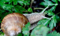 Top 3 skuteczne i naturalne sposoby na pozbycie się ślimaków