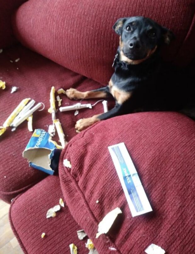 Śmieszne zwierzęta