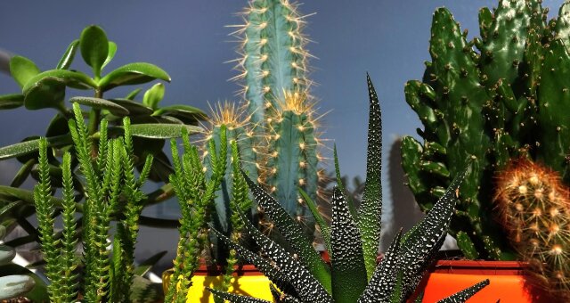 kaktus w domu