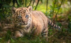 Niesamowite narodziny tygryska we wrocławskim ZOO