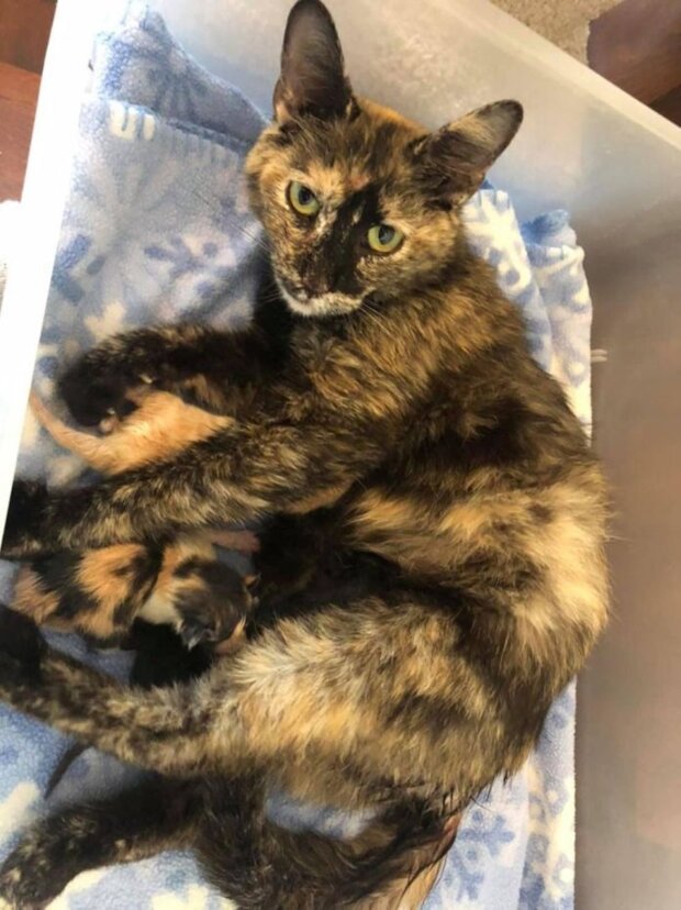 Kotka, która uratowała swoje kocięta, screen youtube